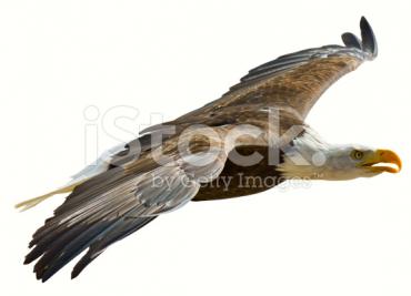 Pheasant stock images