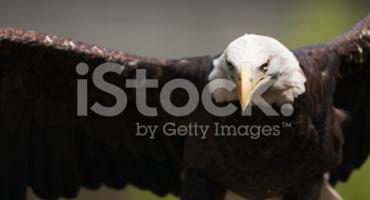 Pheasant stock images