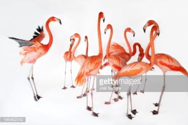 Pheasant stock images