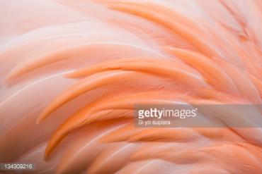 Pheasant stock images