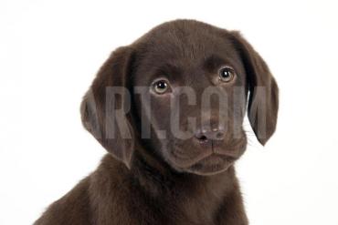 Bird Hunting art prints