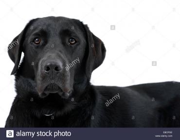 Bird Hunting stock images