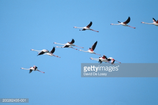 Pheasant stock images