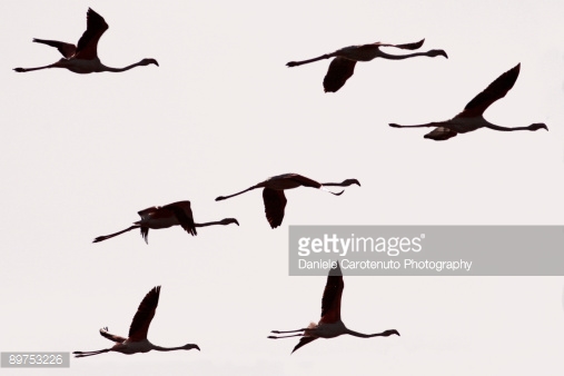 Pheasant stock images