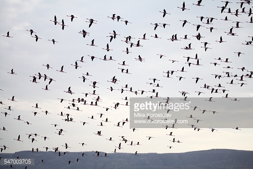 Pheasant stock images