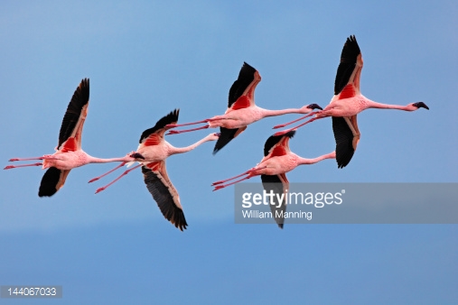 Pheasant stock images