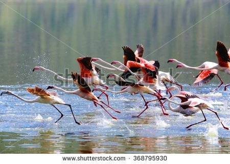 Pheasant stock images