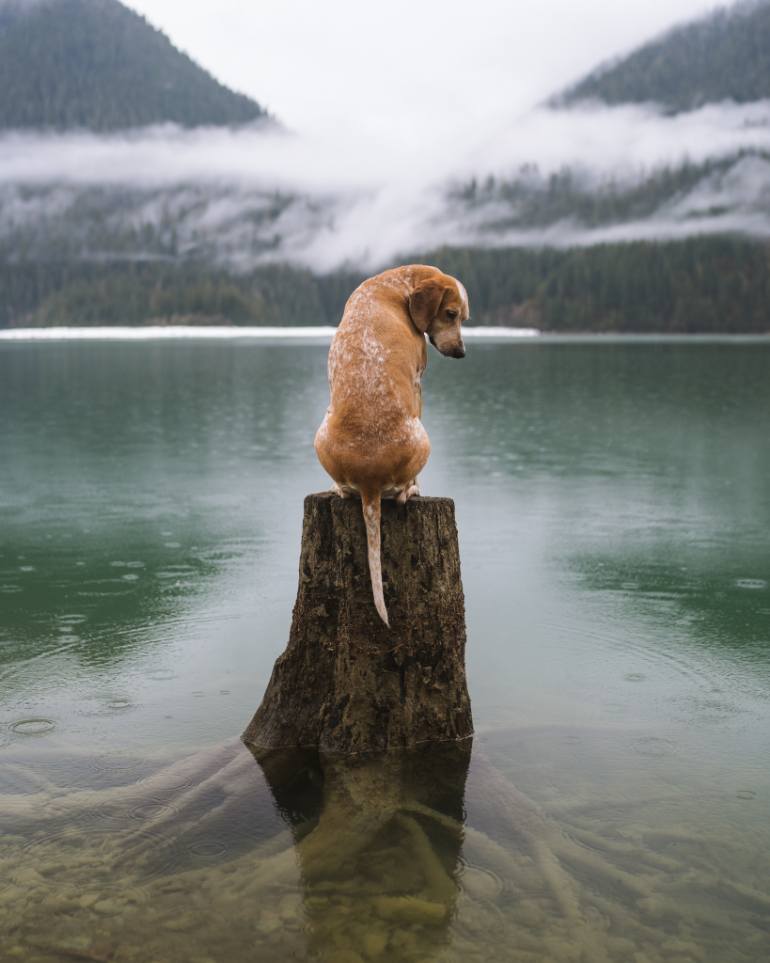 Bird Hunting art prints