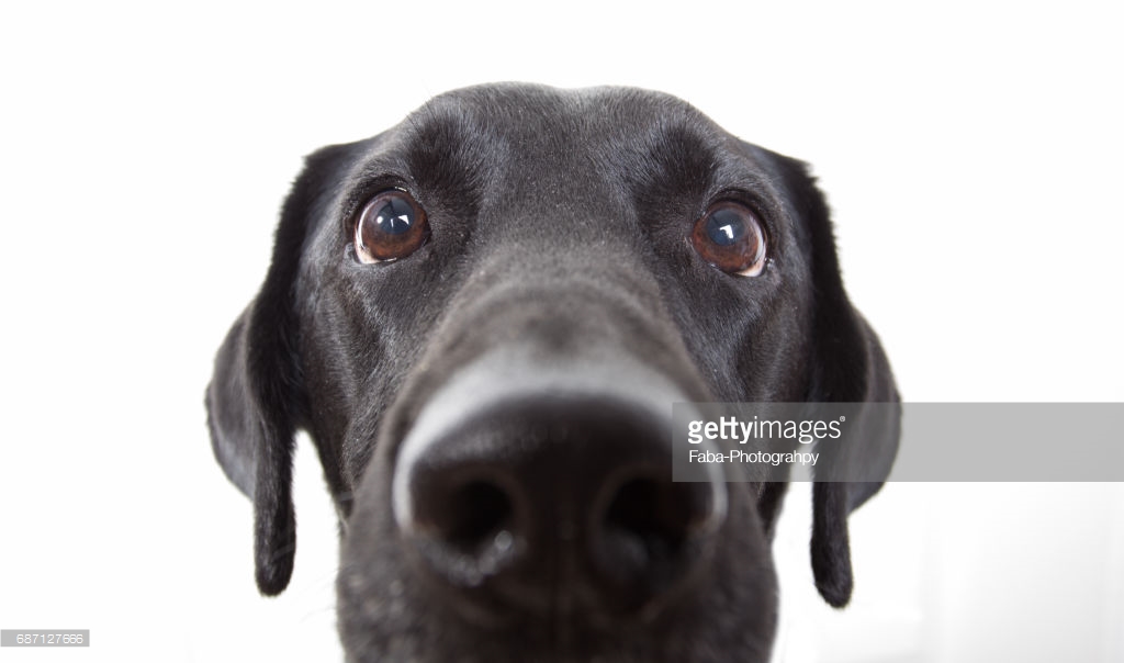 Bird Hunting stock images