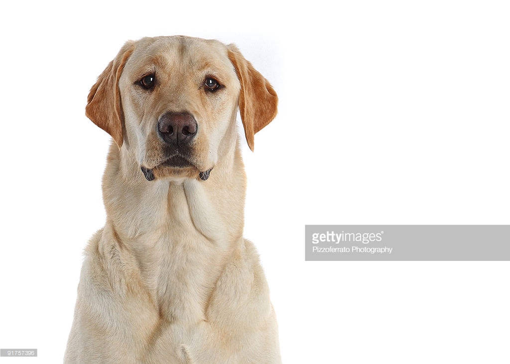 Bird Hunting stock images