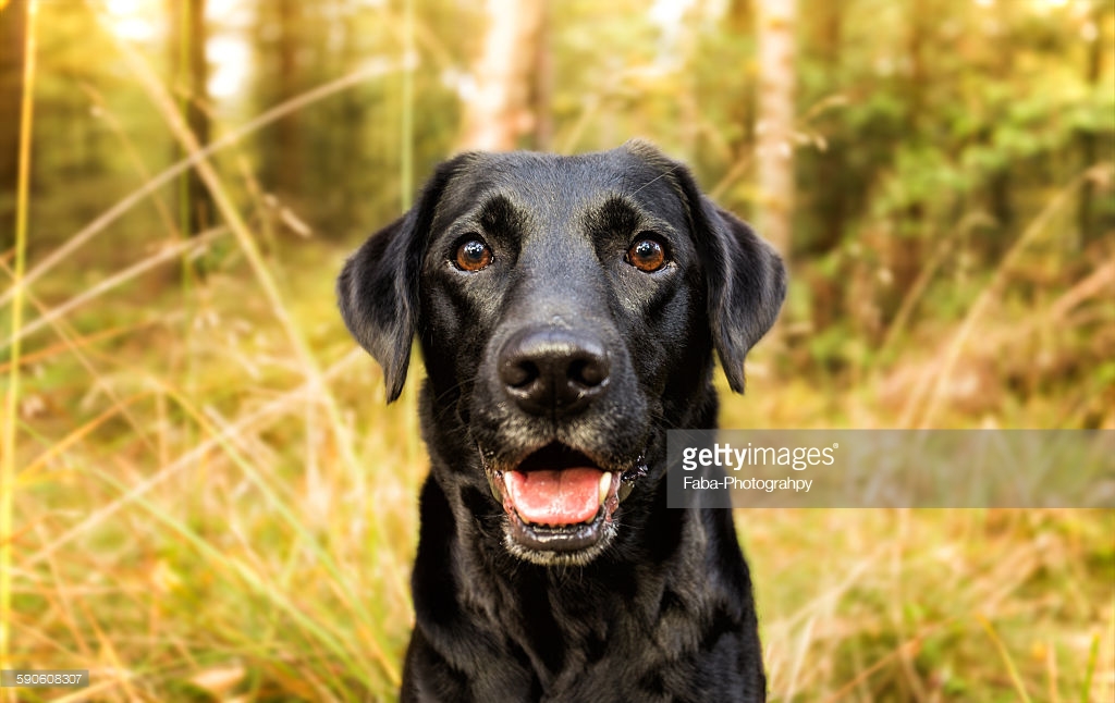 Bird Hunting stock images