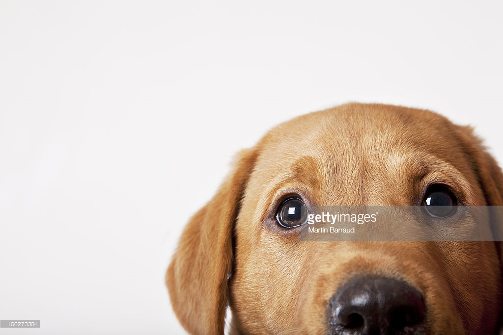 Bird Hunting stock images