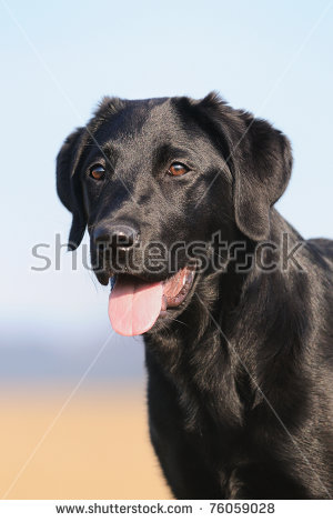 Bird Hunting stock images