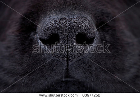 Bird Hunting stock images