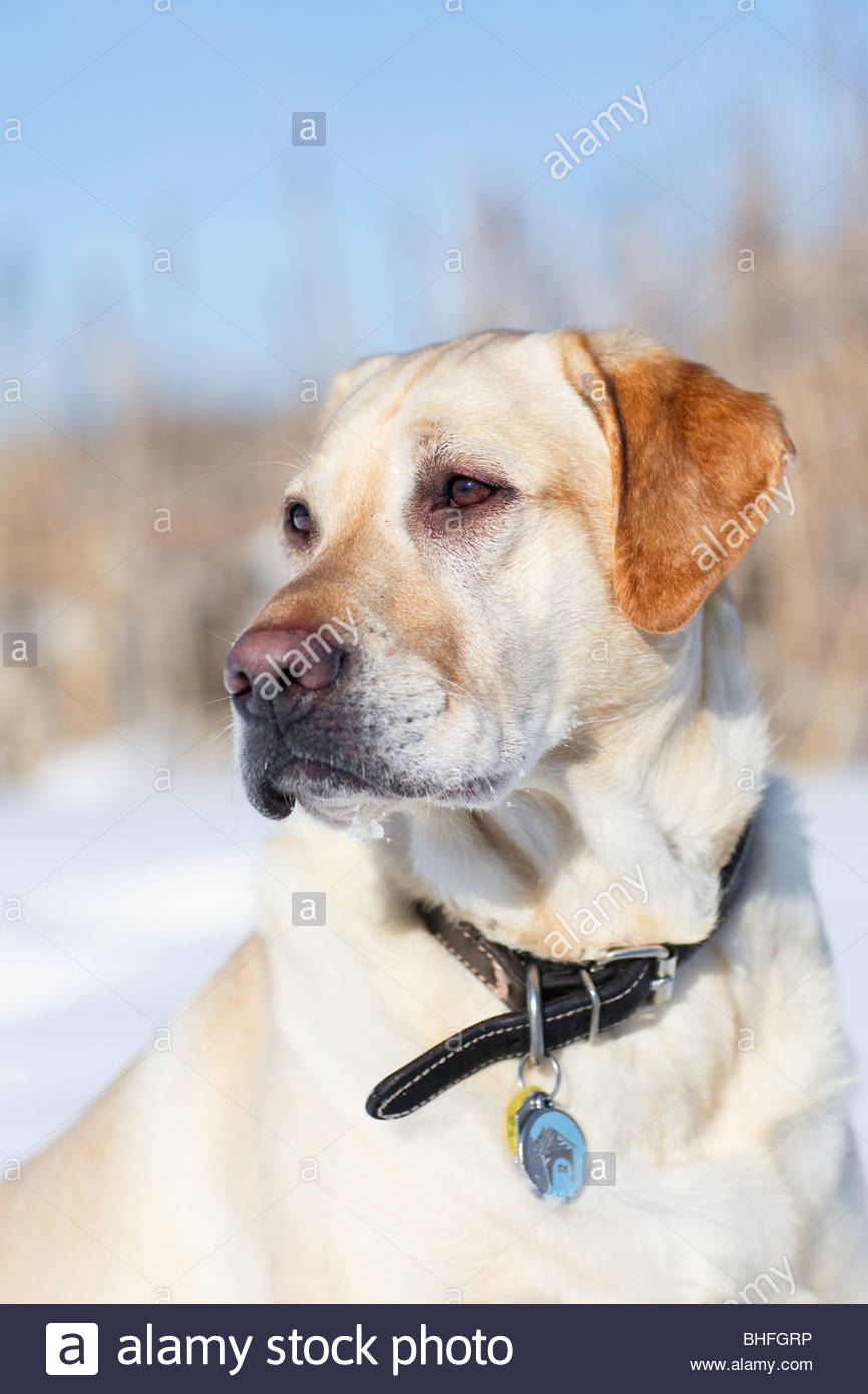 Bird Hunting stock images