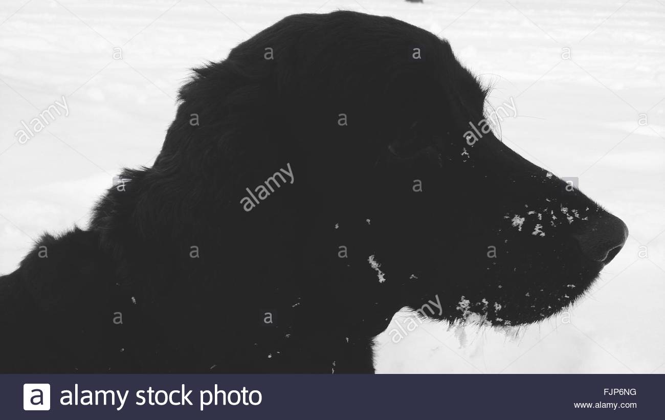 Bird Hunting stock images