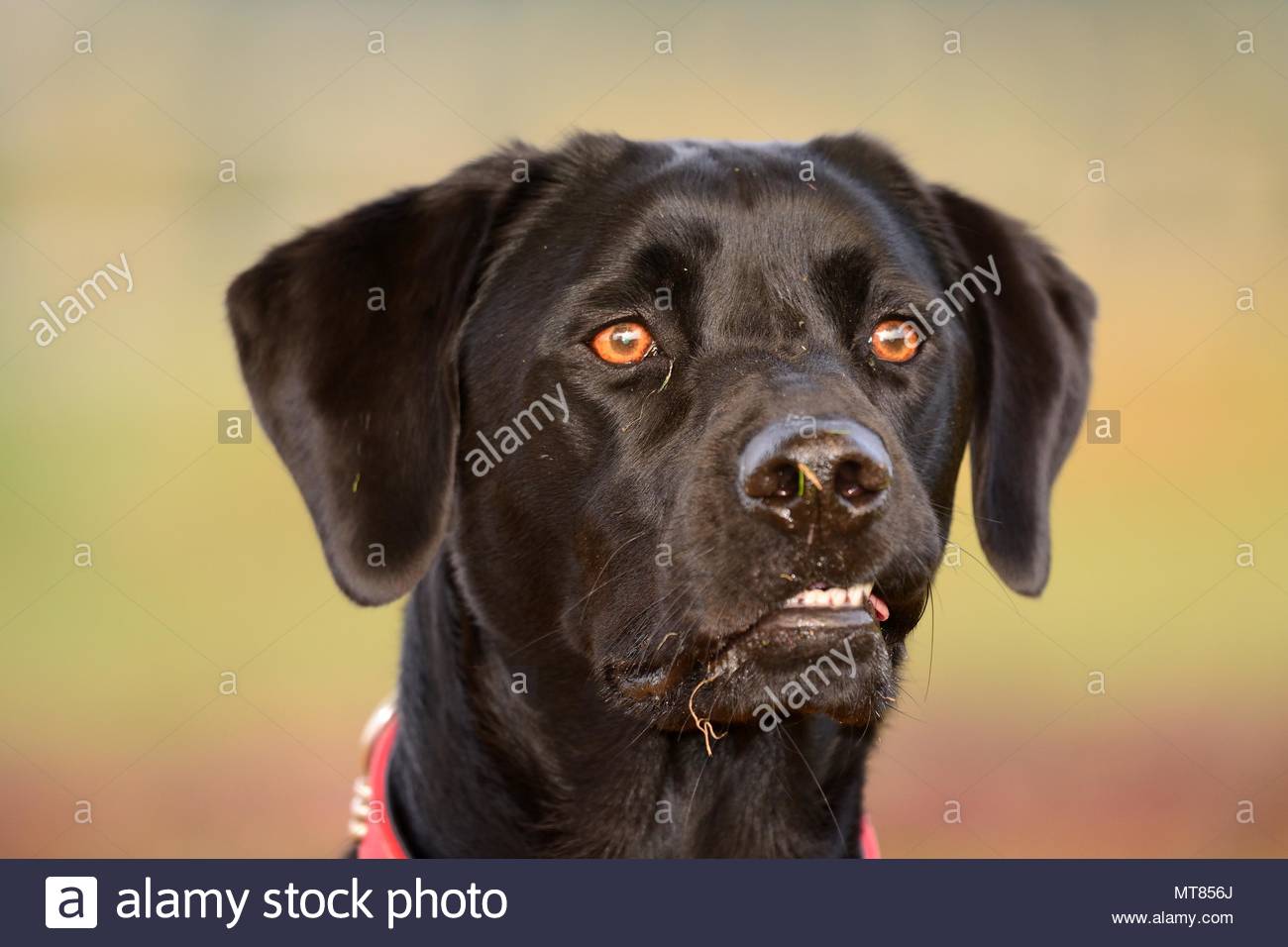 Bird Hunting stock images