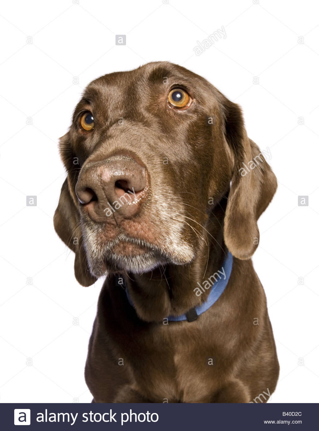 Bird Hunting stock images