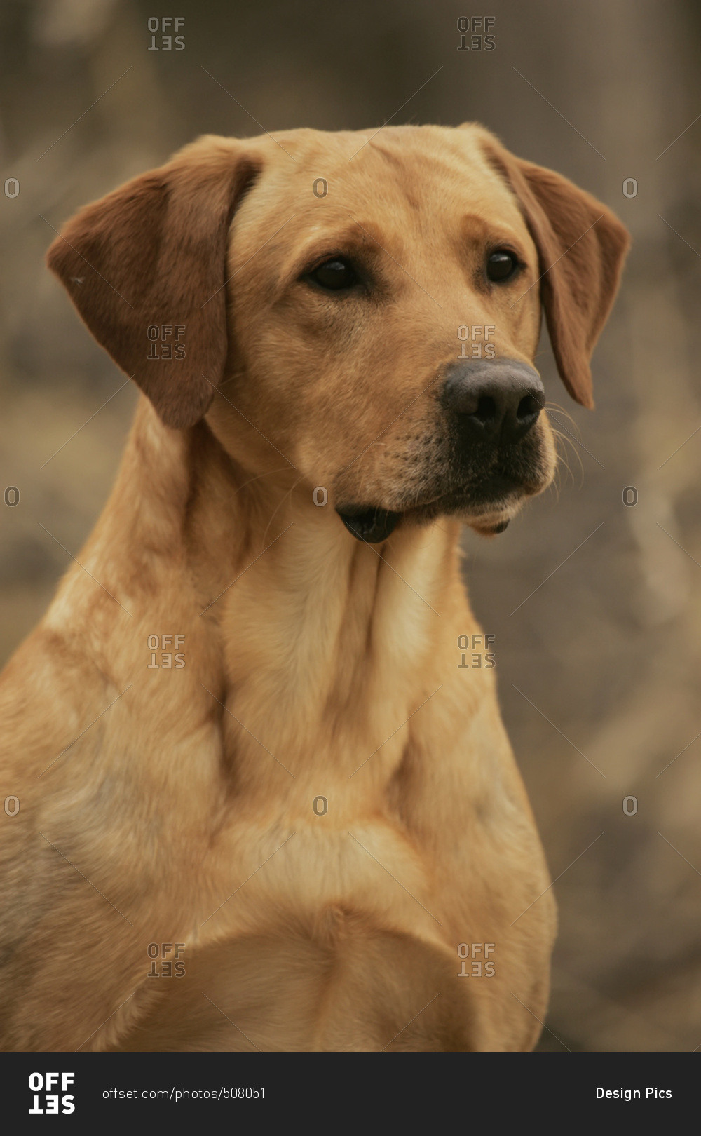 Bird Hunting stock images
