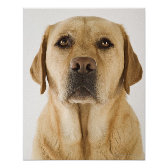 Bird Hunting art prints