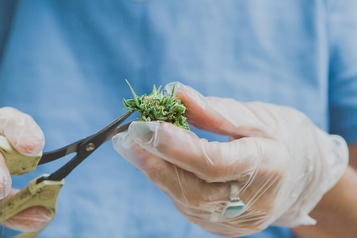 Marijuana stock images