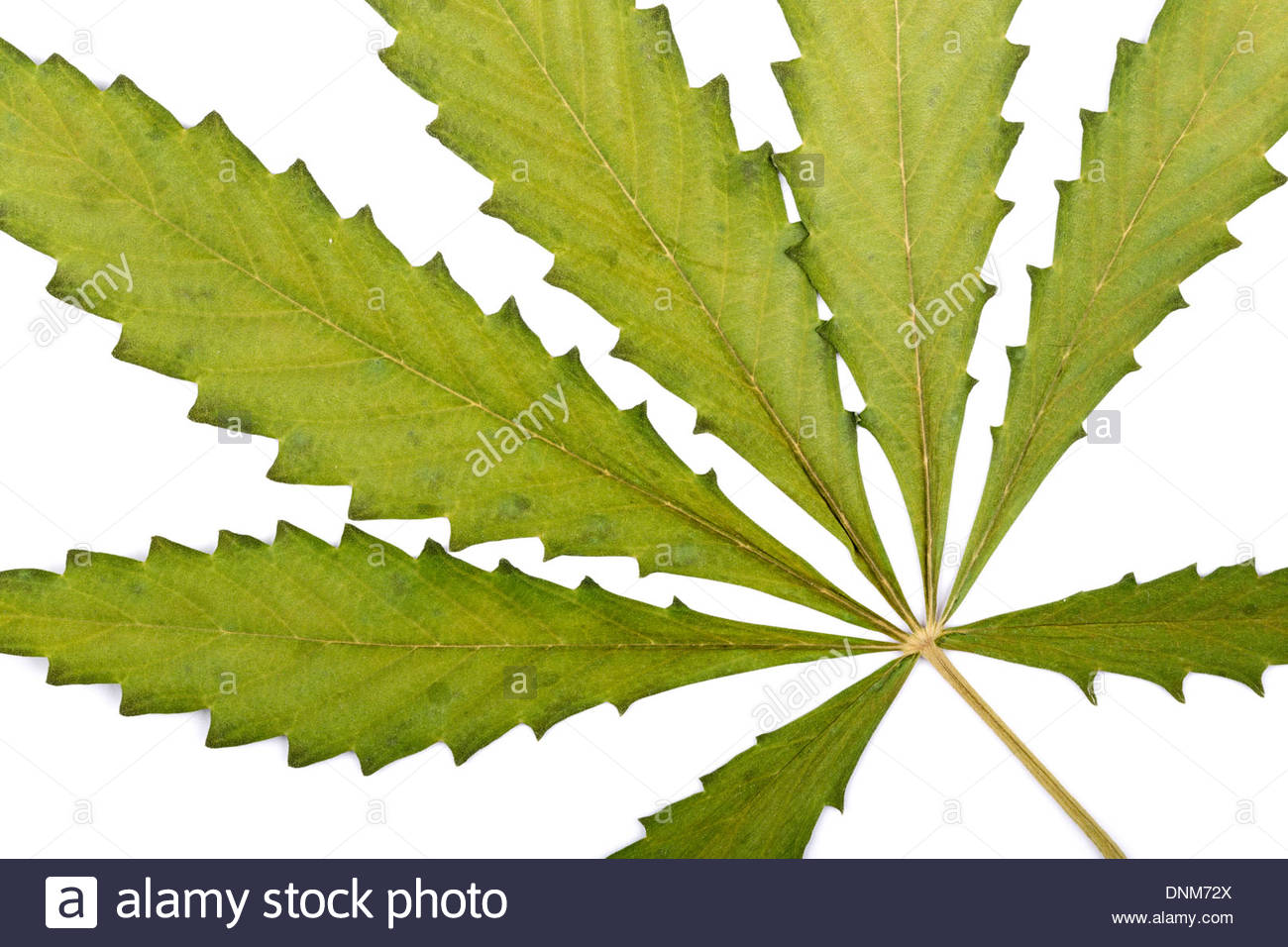 Marijuana stock images