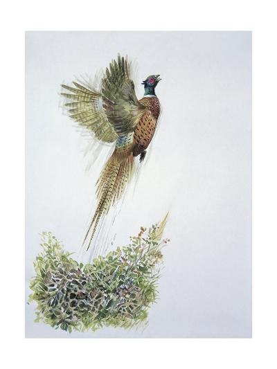 Bird Hunting art prints