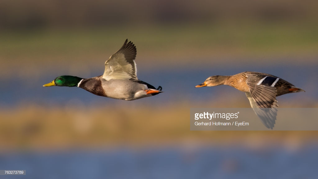 Pheasant stock images
