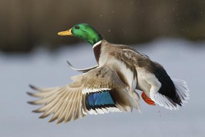 Bird Hunting art prints