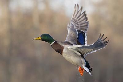 Bird Hunting art prints