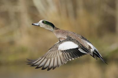 Bird Hunting art prints