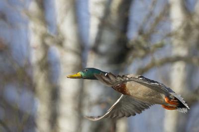 Bird Hunting art prints