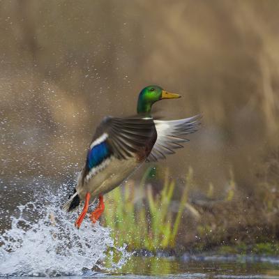 Bird Hunting art prints