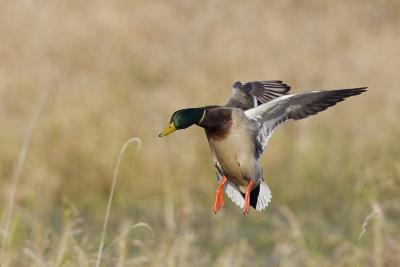 Bird Hunting art prints