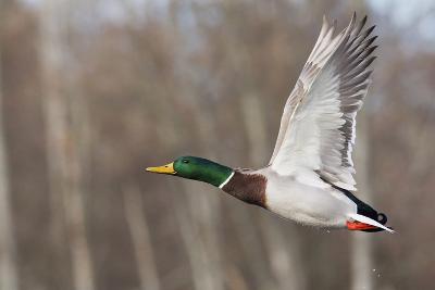 Bird Hunting art prints