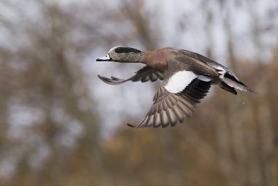 Bird Hunting art prints