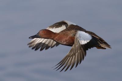 Bird Hunting art prints