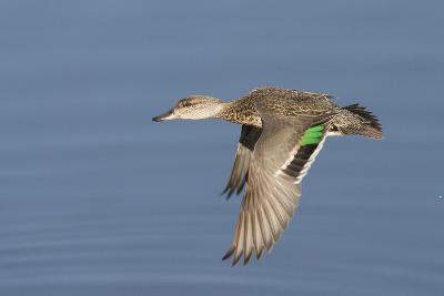 Bird Hunting art prints