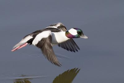 Bird Hunting art prints