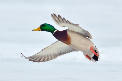 Bird Hunting art prints