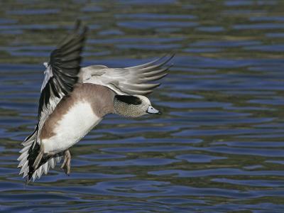 Bird Hunting art prints