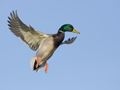 Bird Hunting art prints