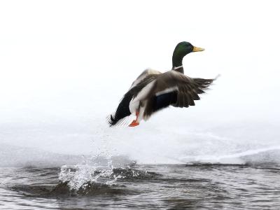 Bird Hunting art prints