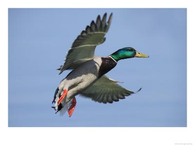 Bird Hunting art prints