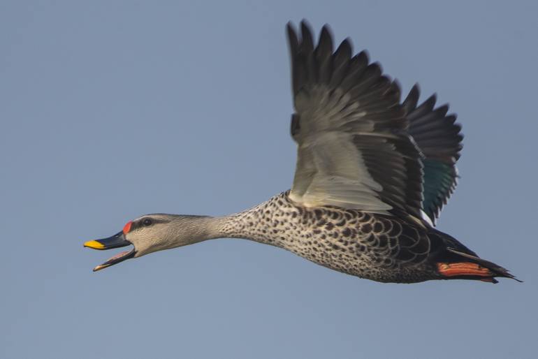 Bird Hunting art prints