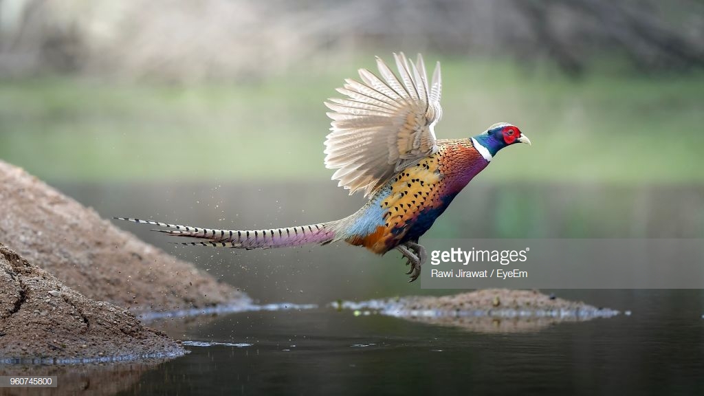 Pheasant stock images