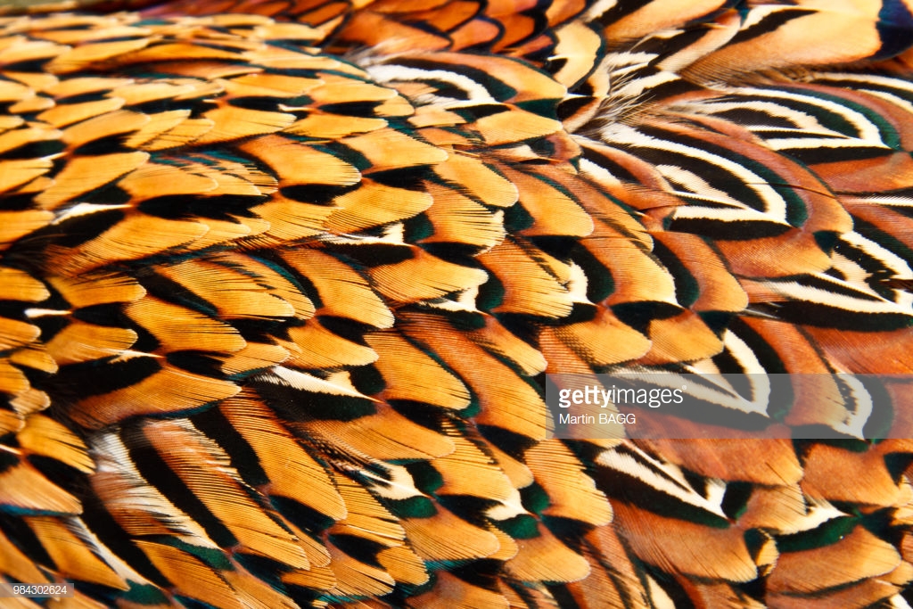Pheasant stock images