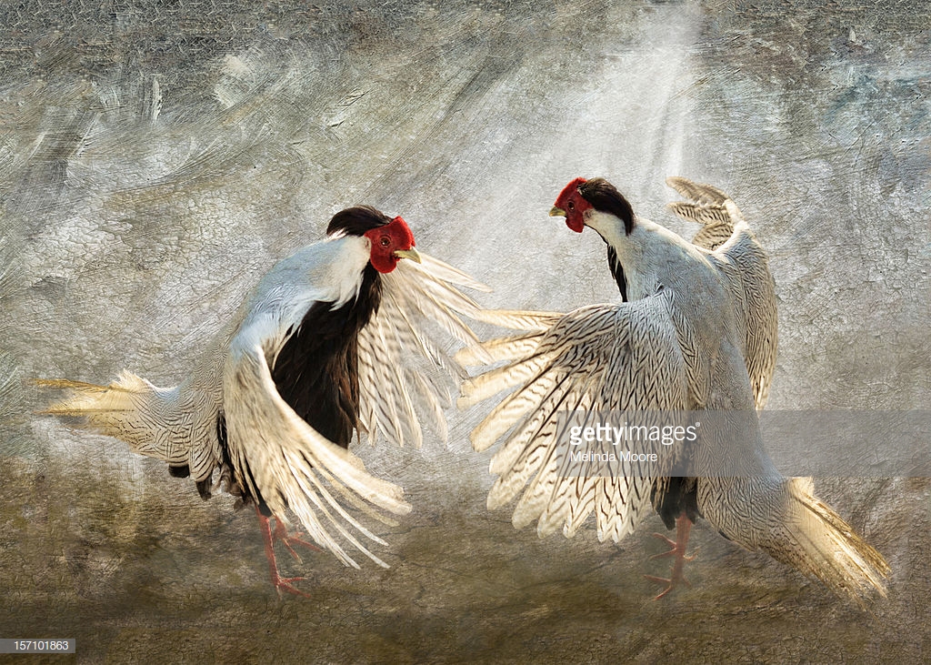 Bird Hunting art prints