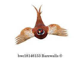 Bird Hunting art prints