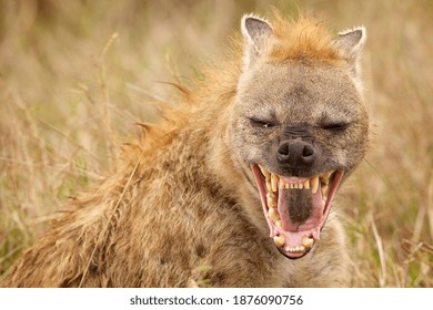 You Talking To Me? stock images